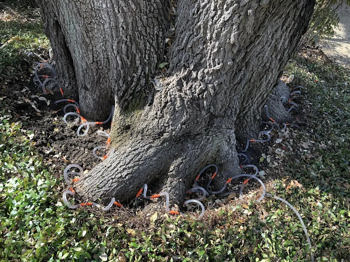 Detailed Shrub and Hedge Trimming job site in Olin